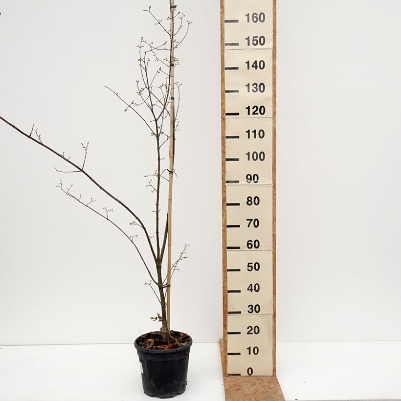 Exemplaar van Cornus mas Florianka - Gele kornoelje Pot van 7,5 l/10 l zoals geleverd in de herfst