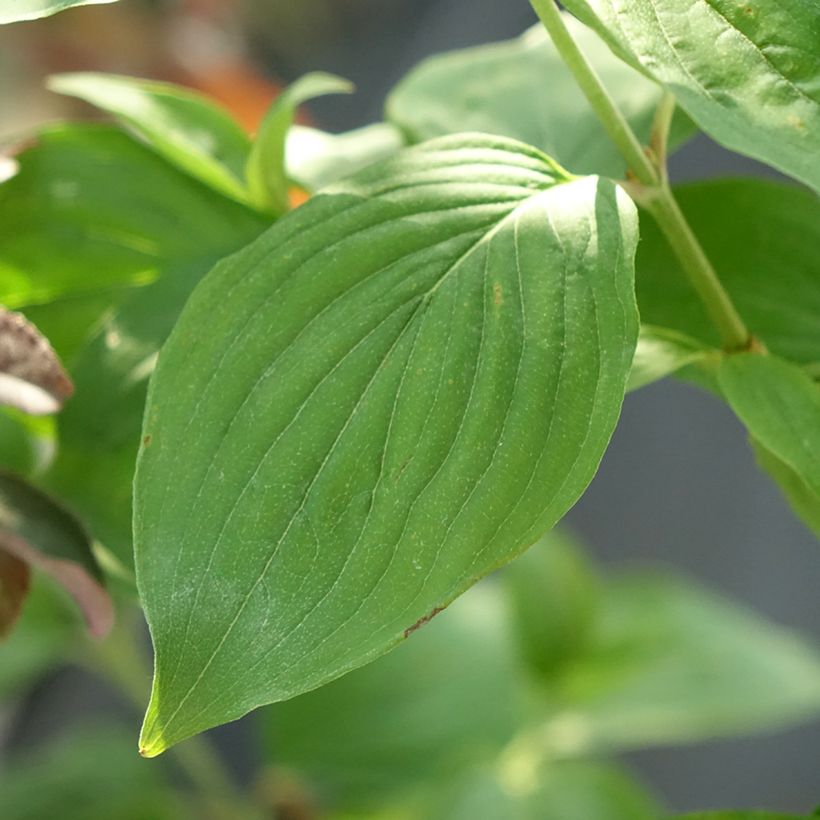 Cornus mas Nikołka - Gele kornoelje (Blad)
