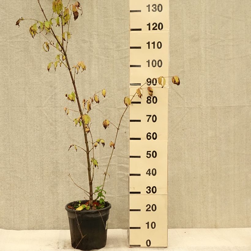 Exemplaar van Cornus mas Schönbrunner Gourmet Dirndl - Gele kornoelje Pot van 7,5 l/10 l zoals geleverd in de herfst
