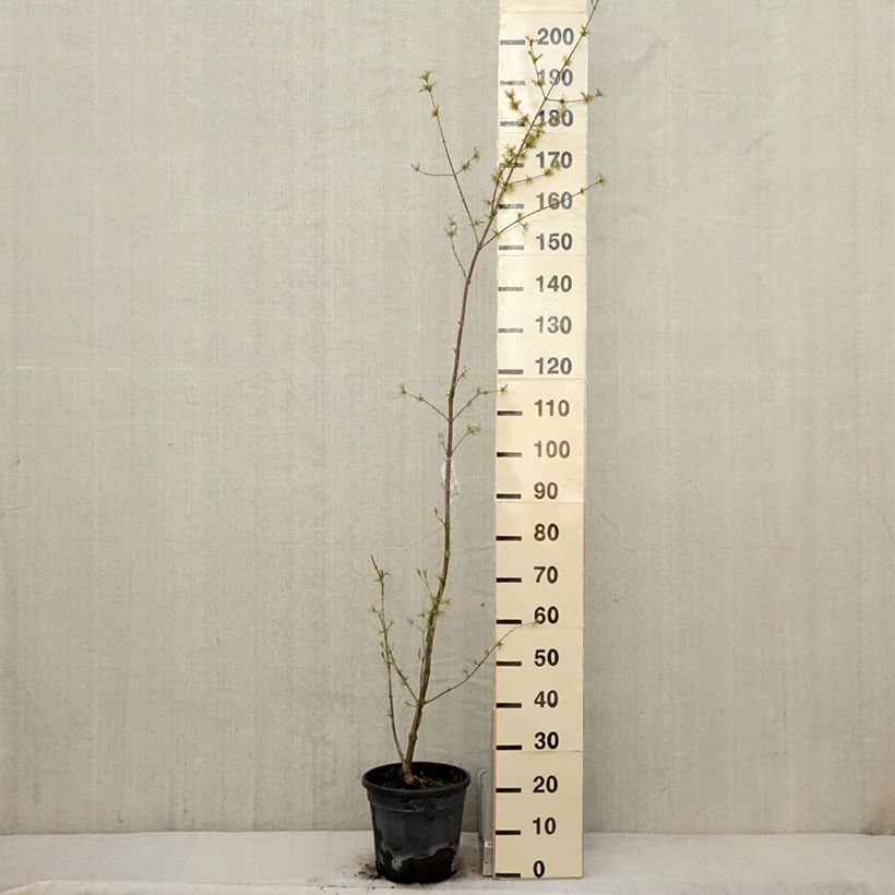 Exemplaar van Cornus mas Schönbrunner Gourmet Dirndl - Gele kornoelje Pot van 7,5 l/10 l zoals geleverd in de lente