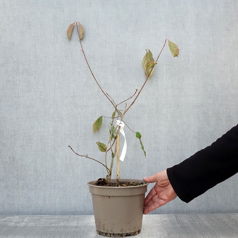 Exemplaar van Cornus Norman Hadden - Cornouiller à fleurs Pot de 4L/5L zoals geleverd in de herfst