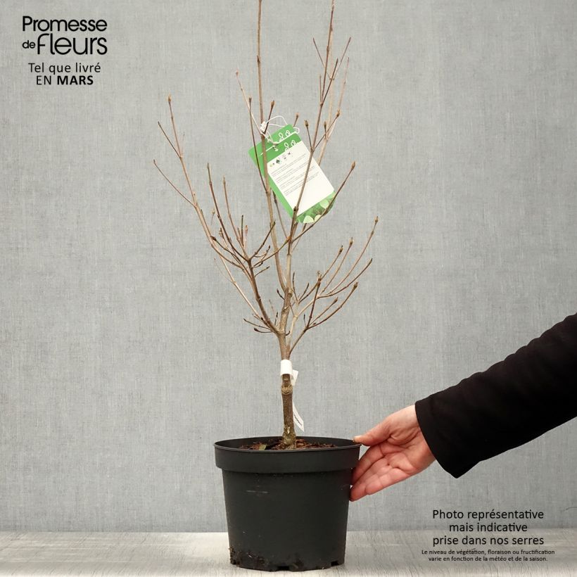 Exemplaar van Cornus Norman Hadden - Japanse kornoelje Pot van 4 l/5 l zoals geleverd in de lente