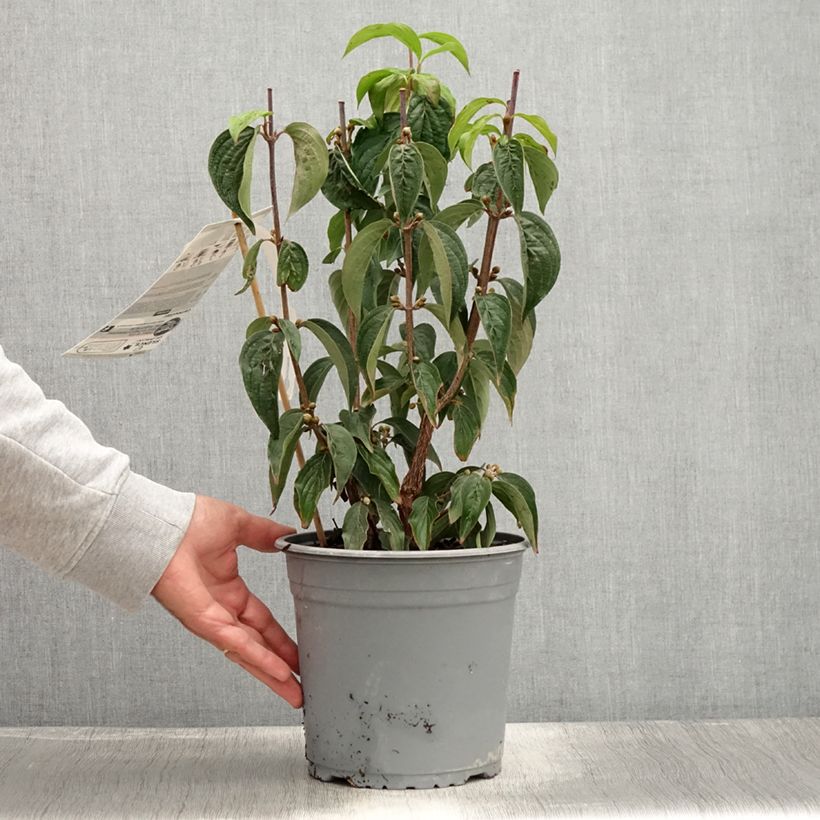 Example of Cornus officinalis - Cornouiller officinal Pot van 4 l/5 l as you get in ete