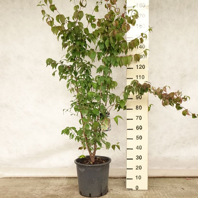 Exemplaar van Cornus officinalis Robins Pride - Japanse kornoelje Pot van 20 l/25 l zoals geleverd in de zomer