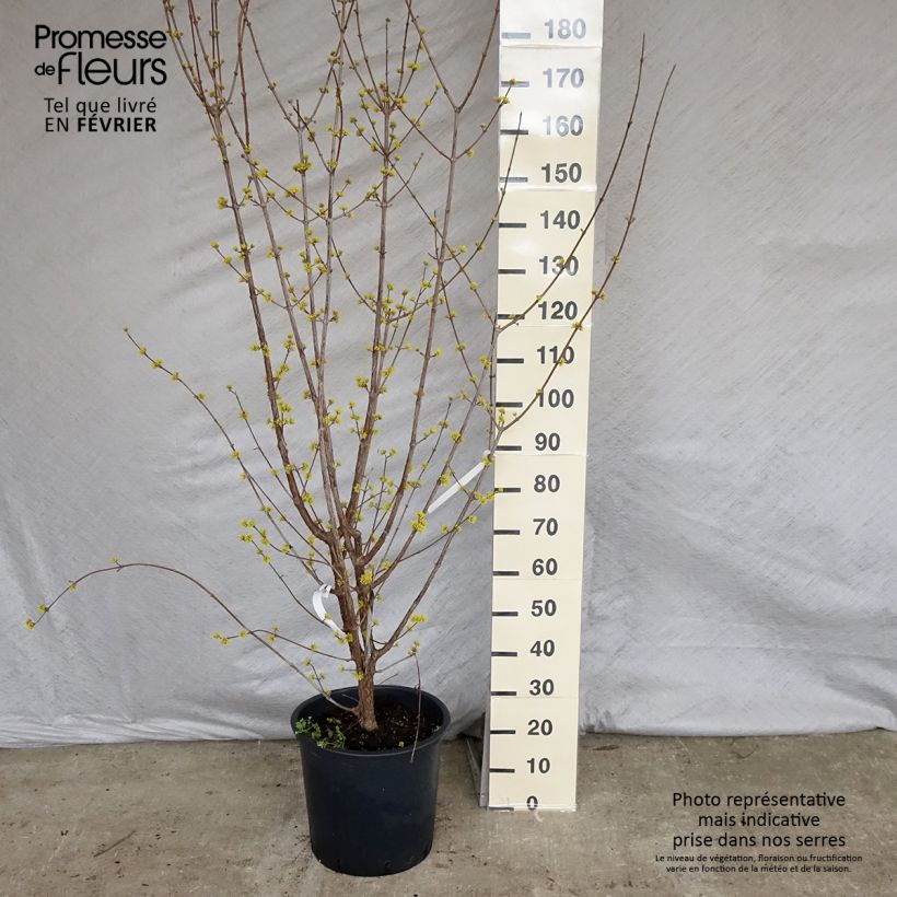 Example of Cornus officinalis Robins Pride - Cornouiller officinal Pot van 20 l/25 l as you get in hiver