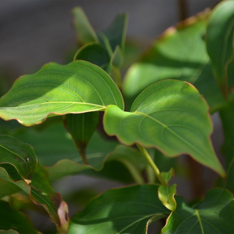 Cornus kousa Milky Way - Japanse kornoelje (Foliage)