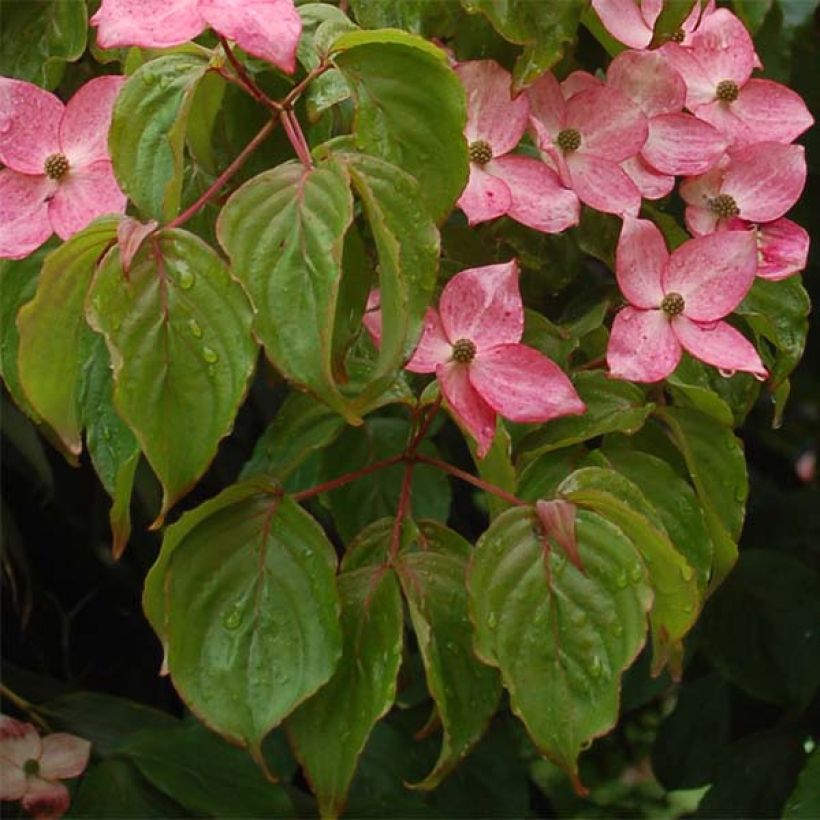 Cornus kousa Satomi - Japanse kornoelje (Foliage)
