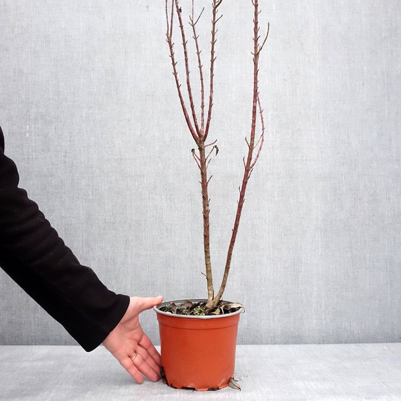 Example of Cornus sanguinea Compressa - Cornouiller sanguin Pot van 3 l/4 l as you get in hiver
