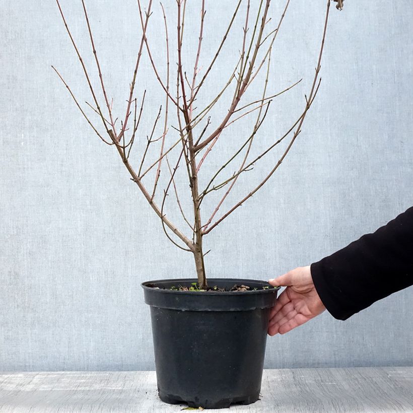 Exemplaar van Cornus sanguinea - Cornouiller sanguin Pot de 7,5L/10L zoals geleverd in de herfst