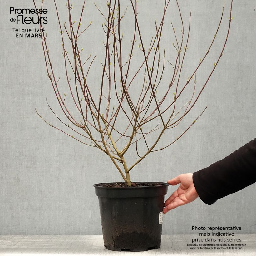 Exemplaar van Cornus sanguinea - Rode kornoelje Pot van 7,5 l/10 l zoals geleverd in de lente