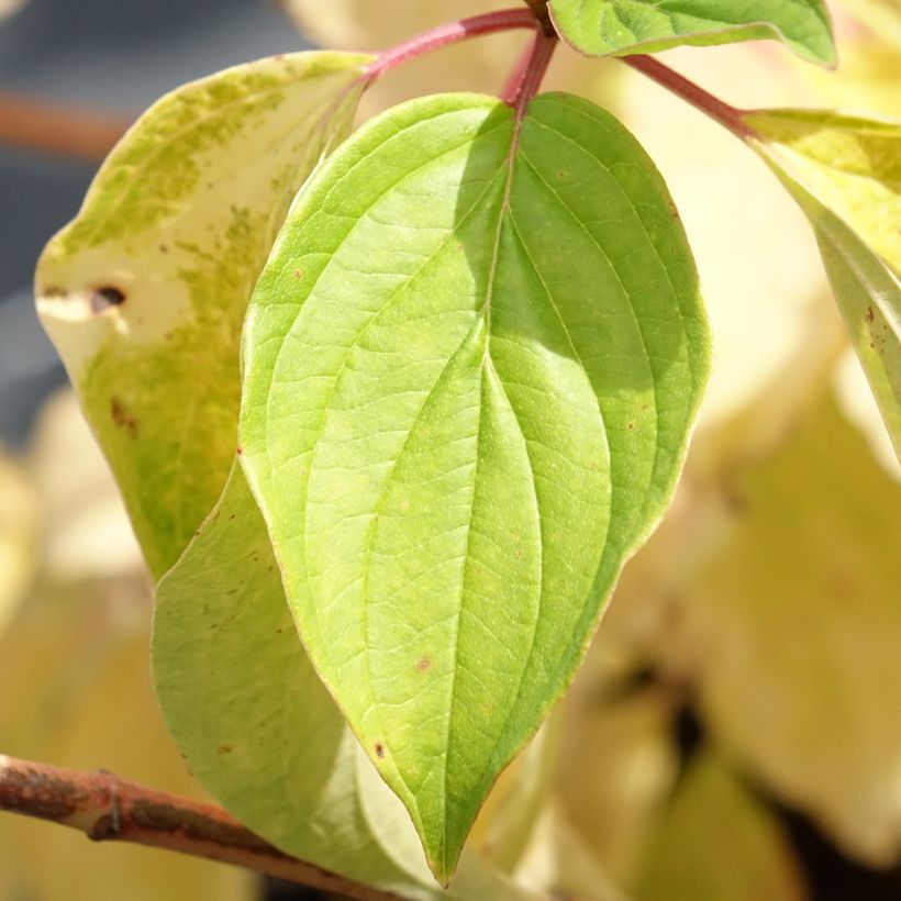 Cornus sanguinea Magic Flame - Rode kornoelje (Blad)