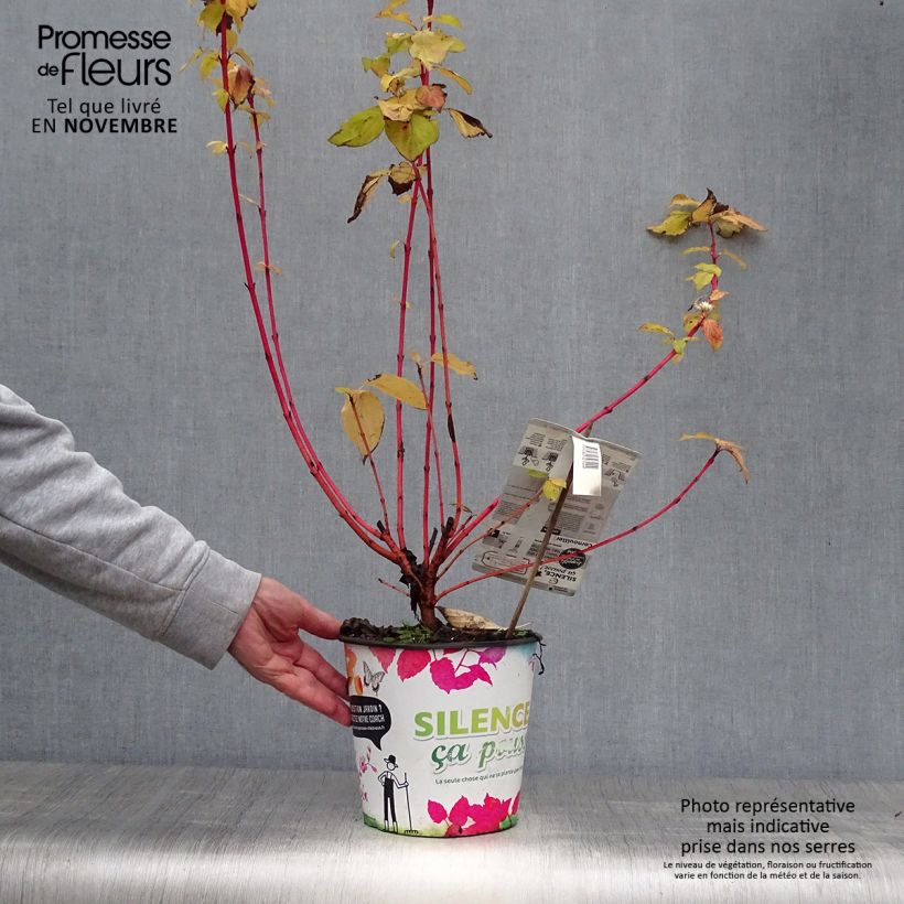 Exemplaar van Cornus sanguinea Magic Flame - Rode kornoelje Pot van 4 l/5 l zoals geleverd in de herfst