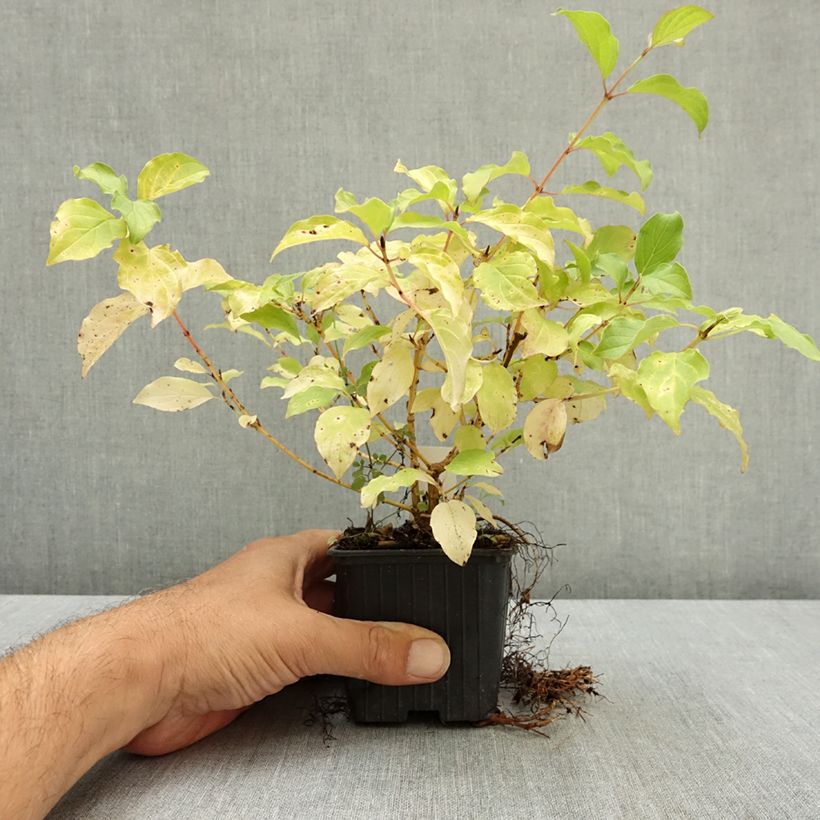 Exemplaar van Cornus sanguinea Mid Winter Fire - Rode kornoelje Kweekpotje van 8/9 cm zoals geleverd in de zomer