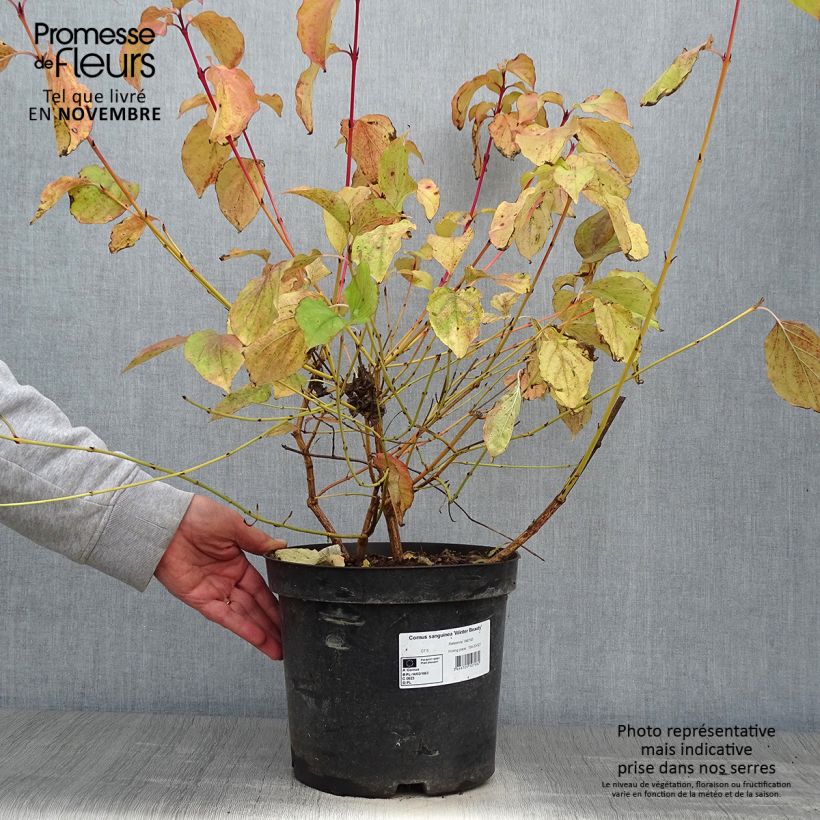 Exemplaar van Cornus sanguinea Winter Beauty - Rode kornoelje Pot van 7,5 l/10 l zoals geleverd in de herfst