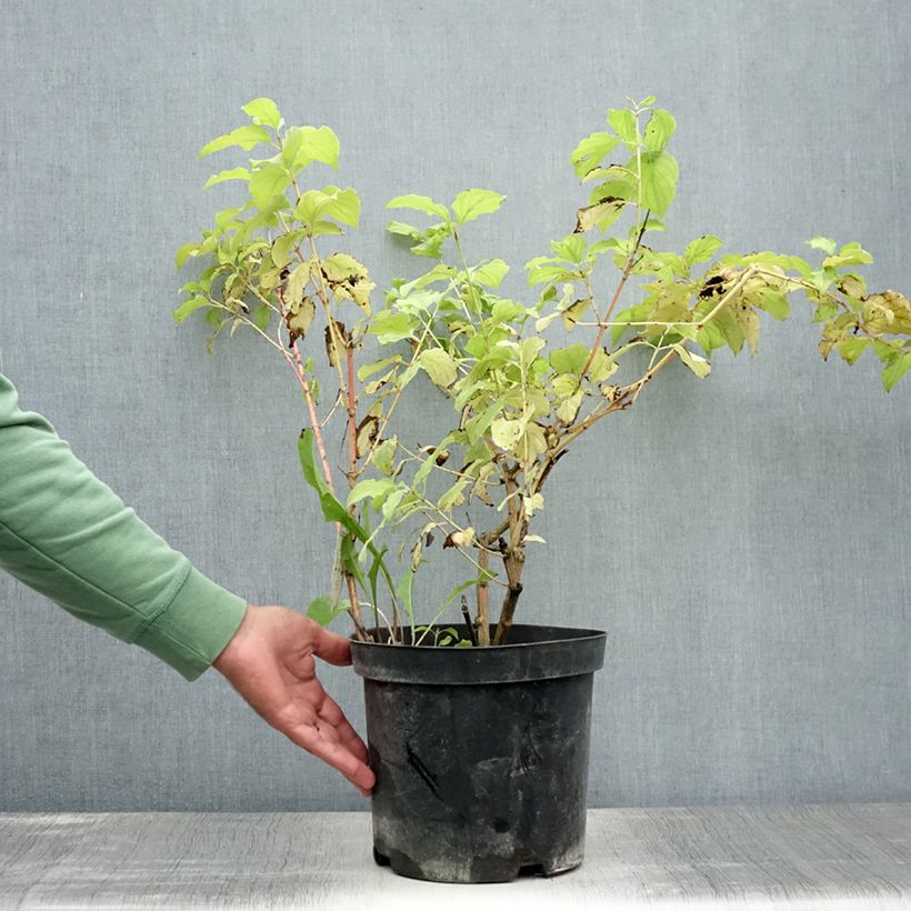 Exemplaar van Cornus sanguinea Winter Beauty - Rode kornoelje Pot van 7,5 l/10 l zoals geleverd in de zomer