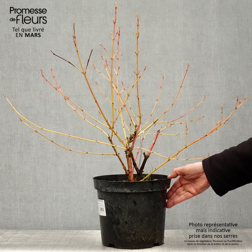Exemplaar van Cornus sanguinea Winter Beauty - Rode kornoelje Pot van 7,5 l/10 l zoals geleverd in de lente