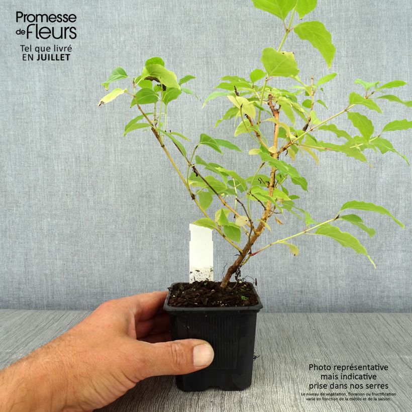 Exemplaar van Cornus sanguinea Winter Beauty - Rode kornoelje Kweekpotje van 8/9 cm zoals geleverd in de zomer