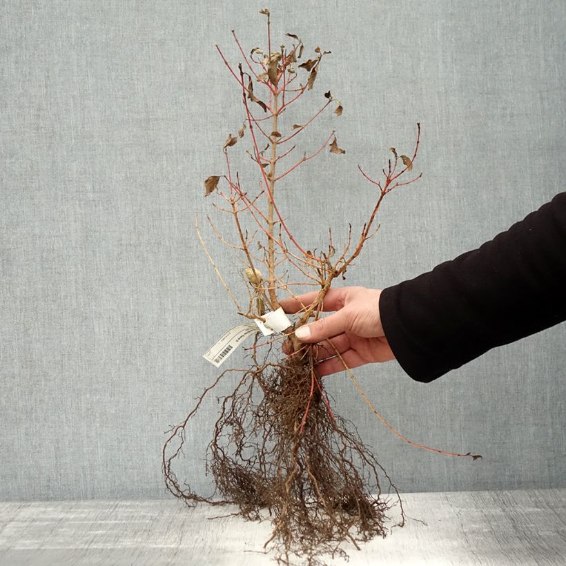 Example of Cornus sanguinea Winter Beauty - Rode kornoelje Naakte wortel as you get in hiver