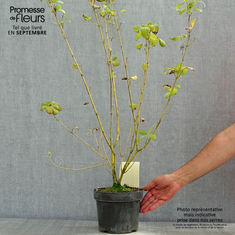 Exemplaar van Cornus sericea Budd's Yellow - Gele kornoelje Pot van 3 l/4 l zoals geleverd in de zomer