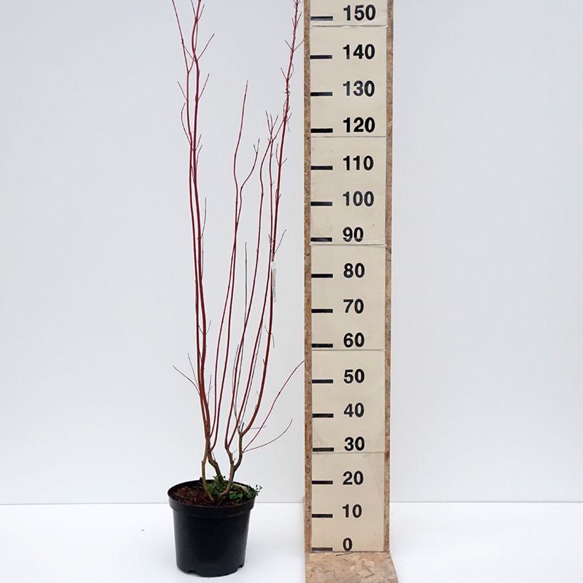 Example of Cornus sericea Cardinal - Cornouiller stolonifère Pot van 7,5 l/10 l as you get in hiver
