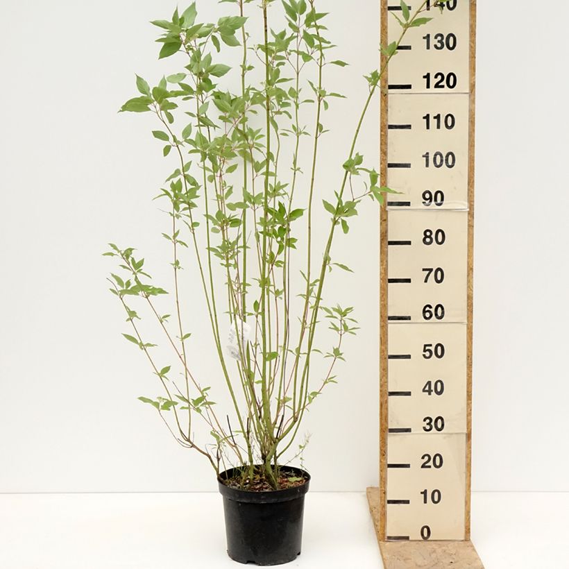 Exemplaar van Cornus sericea Cardinal - Canadese kornoelje Pot van 7,5 l/10 l zoals geleverd in de lente