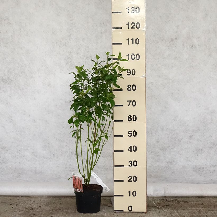 Exemplaar van Cornus sericea Cardinal - Canadese kornoelje Pot van 2 l/3 l zoals geleverd in de lente