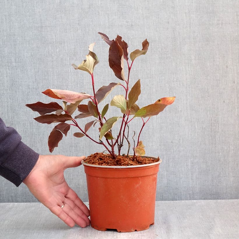 Example of Cornus sericea Farba - Cornouiller stolonifère Pot van 3 l/4 l as you get in automne