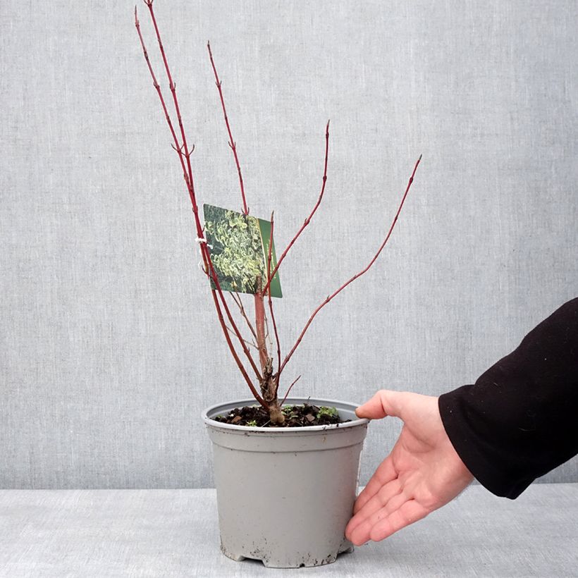 Example of Cornus sericea Hedgerow's Gold - Cornouiller stolonifère Pot van 3 l/4 l as you get in hiver