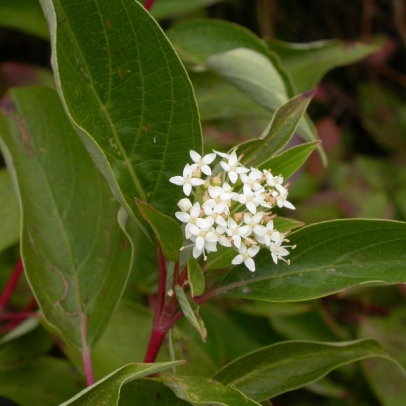 Cornus sericea Kelseyi - Canadese kornoelje (Flowering)