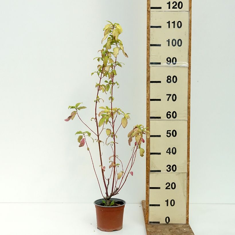Exemplaar van Cornus sericea Sunshine - Canadese kornoelje Pot van 3 l/4 l zoals geleverd in de zomer