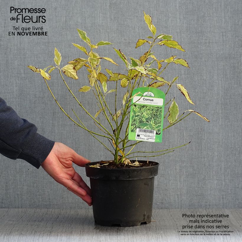 Exemplaar van Cornus sericea White Gold - Canadese kornoelje Pot van 3 l/4 l zoals geleverd in de herfst