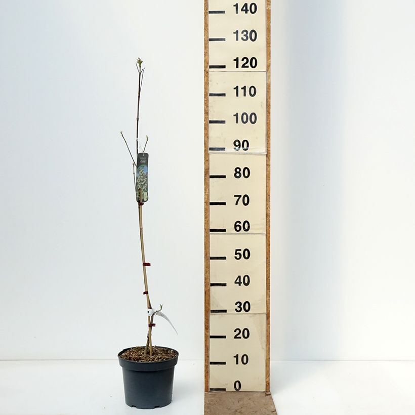 Exemplaar van Cornus Starlight - Japanse kornoelje Pot van 3 l/4 l zoals geleverd in de lente