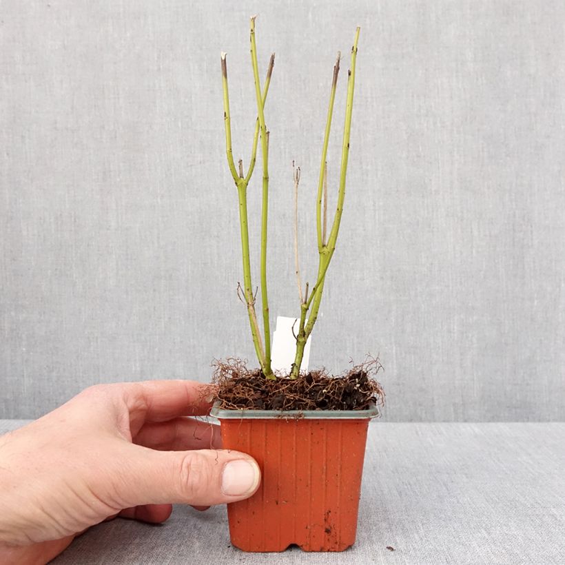 Example of Cornus stolonifera Flaviramea - Canadese kornoelje Kweekpotje van 8/9 cm as you get in hiver