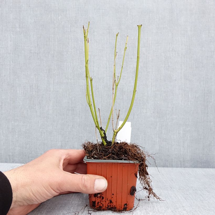 Exemplaar van Cornus stolonifera Flaviramea - Canadese kornoelje Kweekpotje van 8/9 cm zoals geleverd in de lente