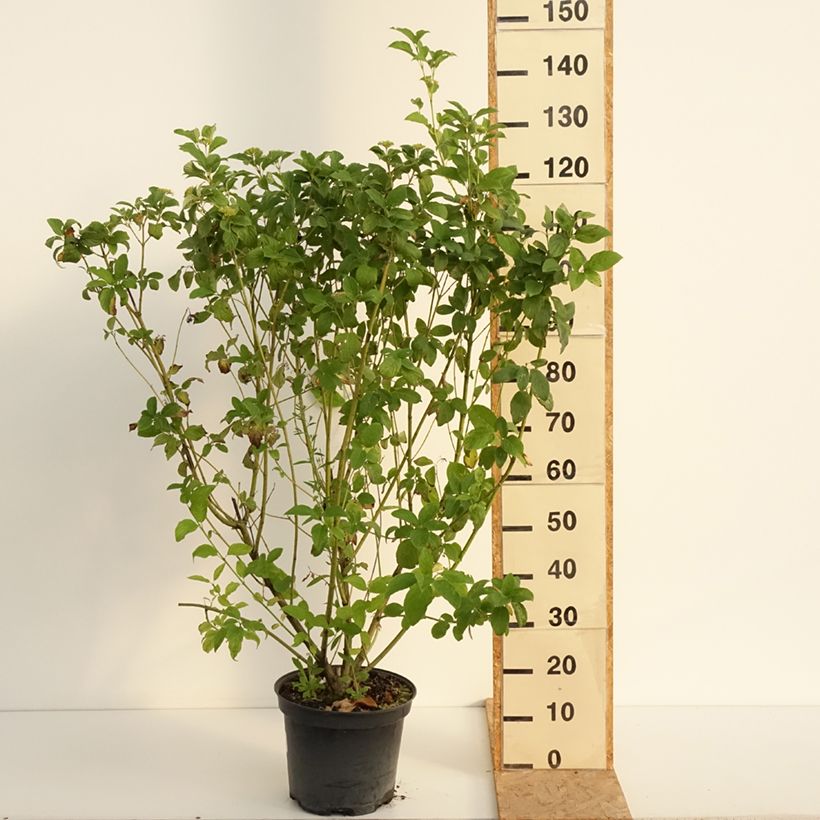 Exemplaar van Cornus stolonifera Flaviramea - Canadese kornoelje Pot van 7,5 l/10 l zoals geleverd in de zomer