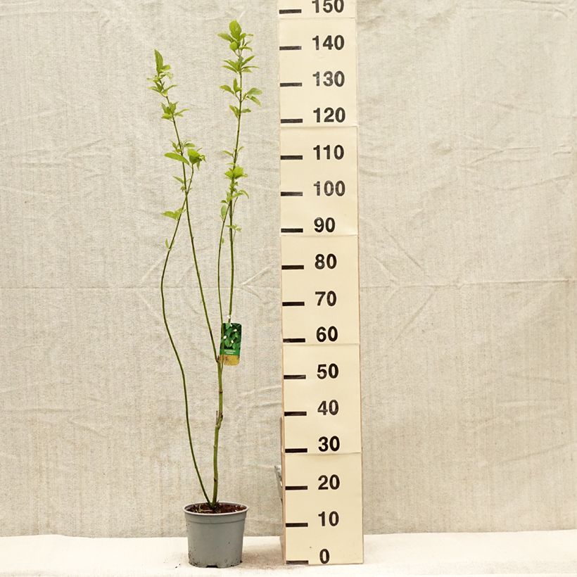 Exemplaar van Cornus stolonifera Flaviramea - Canadese kornoelje Pot van 3 l/4 l zoals geleverd in de lente