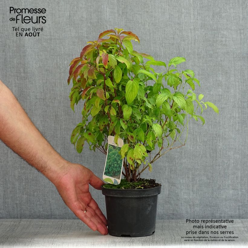 Exemplaar van Cornus stolonifera Kelsey's Dwarf - Canadese kornoelje Pot van 1 l/1,5 l zoals geleverd in de zomer