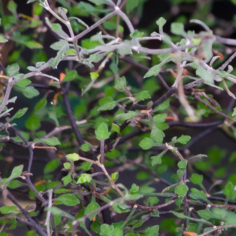 Corokia cotoneaster - Zigzagstruik (Foliage)