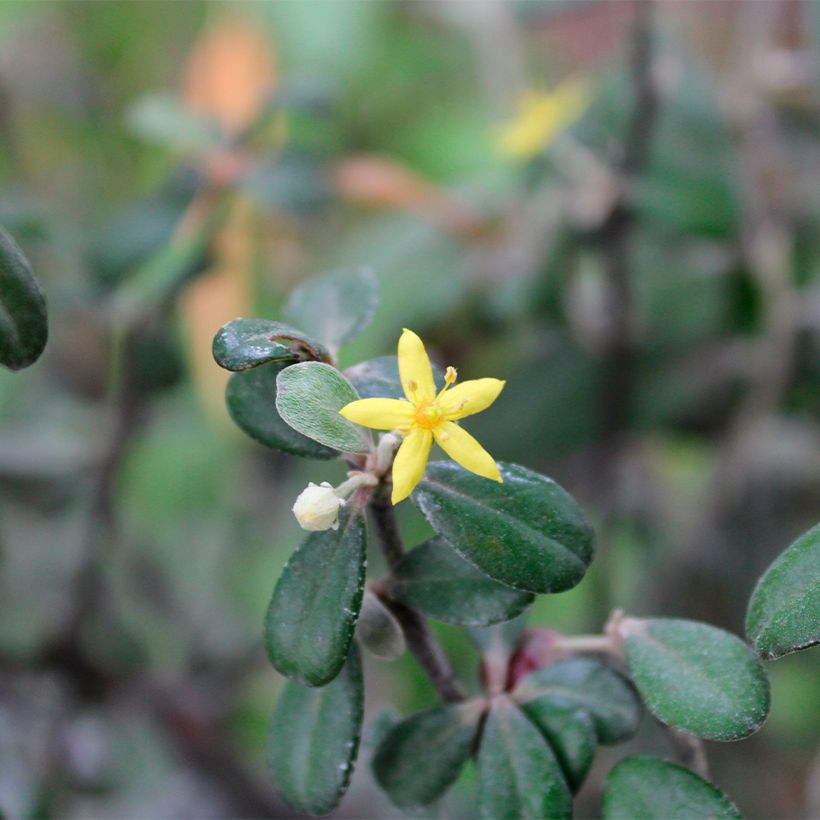 Corokia virgata Frosted chocolate (Bloei)