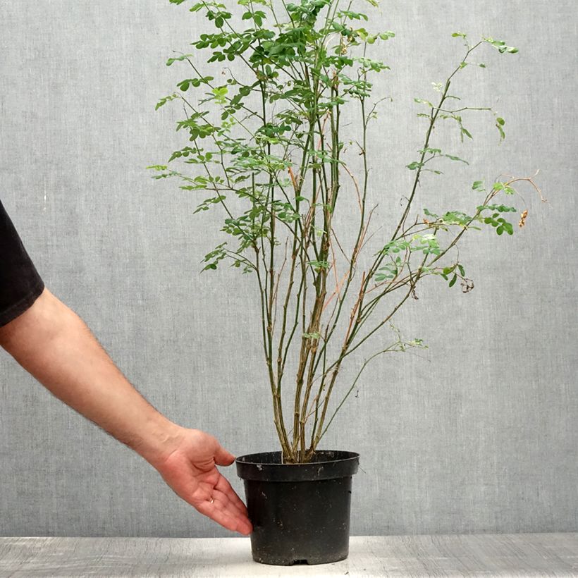 Exemplaar van Hippocrepis emerus - Gele hoefijzerbloem Pot van 1 l/1,5 l zoals geleverd in de zomer