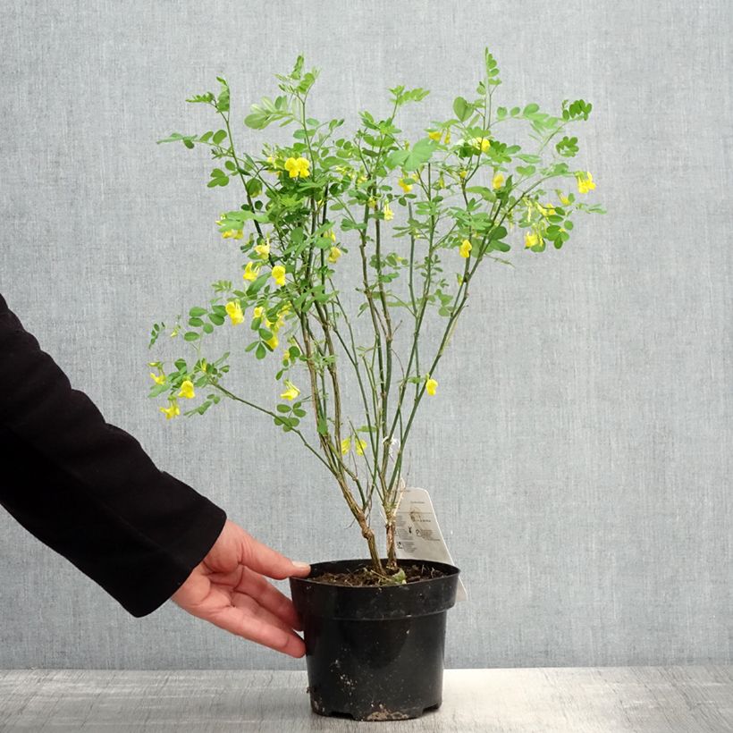 Exemplaar van Hippocrepis emerus - Gele hoefijzerbloem Pot van 1 l/1,5 l zoals geleverd in de lente