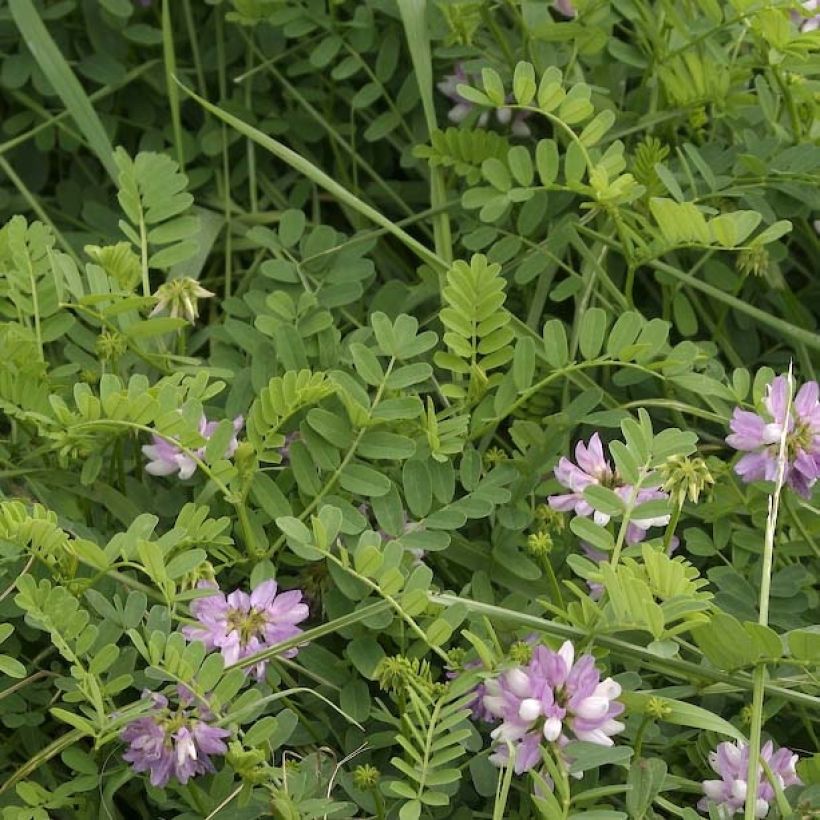 Coronilla varia - Bont kroonkruid (Foliage)