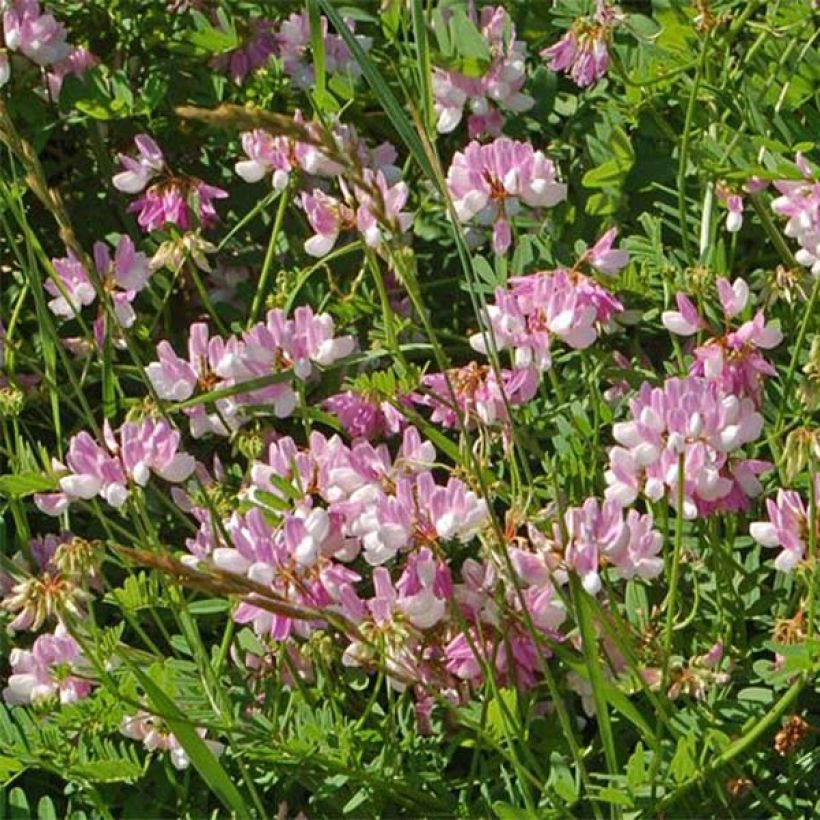 Coronilla varia - Bont kroonkruid (Plant habit)