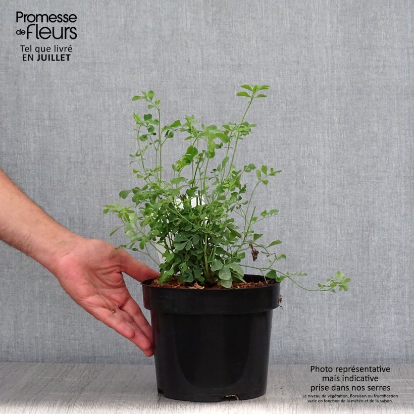 Exemplaar van Coronilla valentina glauca Citrina - Kroonkruid Pot van 3 l/4 l zoals geleverd in de zomer