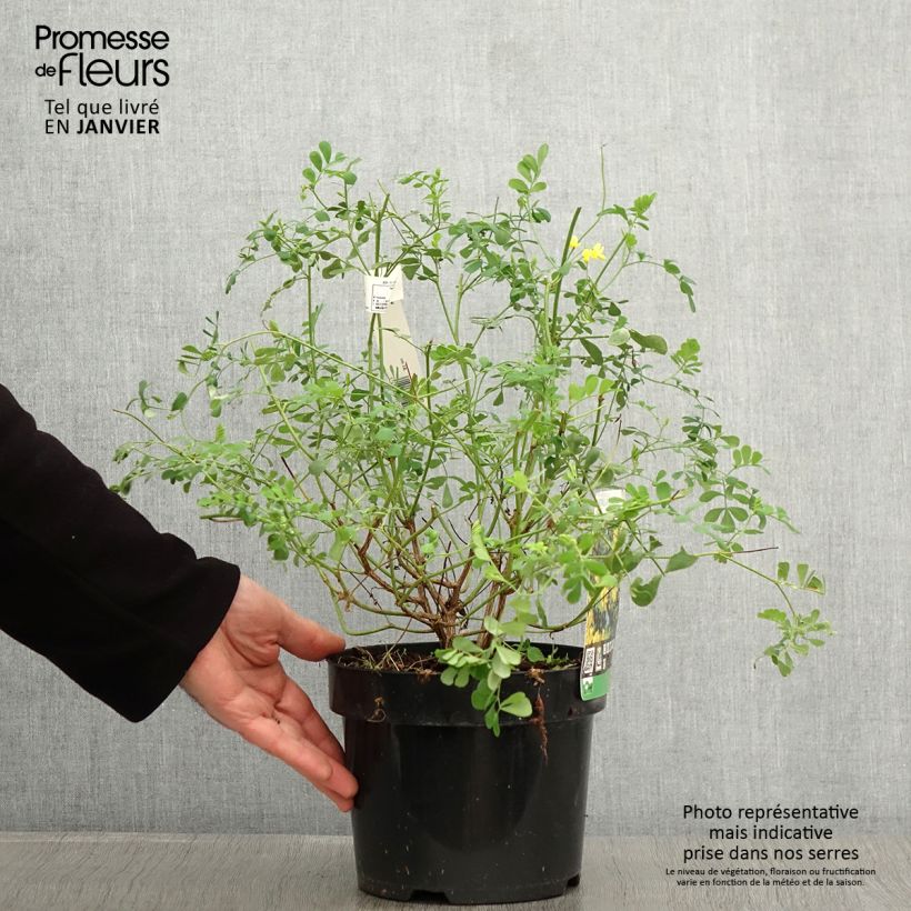 Example of Coronille - Coronilla valentina subsp. glauca Citrina Pot van 3 l/4 l as you get in hiver