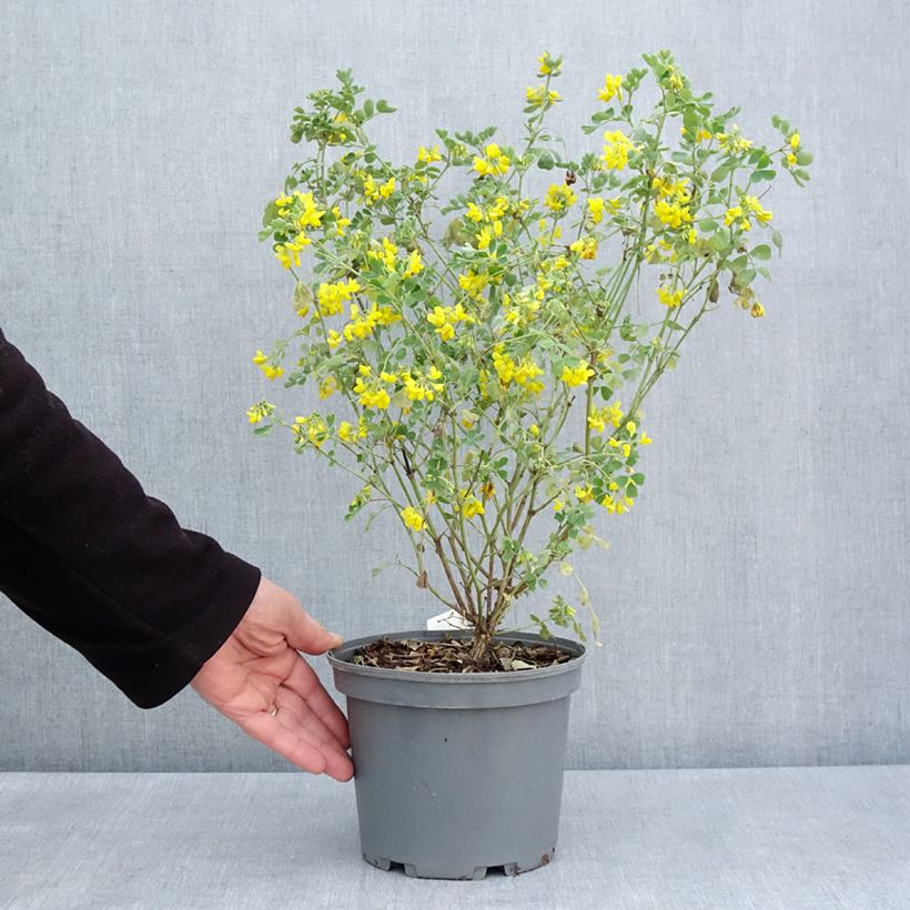 Exemplaar van Coronilla valentina glauca Citrina - Kroonkruid Pot van 3 l/4 l zoals geleverd in de lente