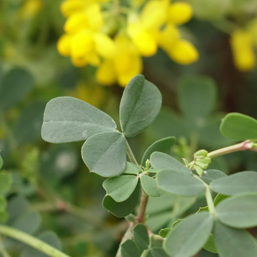 Coronilla valentina glauca Citrina - Kroonkruid (Blad)