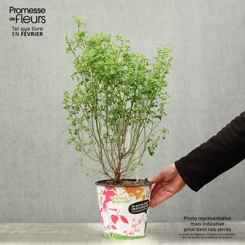 Example of Coronille - Coronilla valentina subsp. glauca Selection Pot van 4 l/5 l as you get in hiver