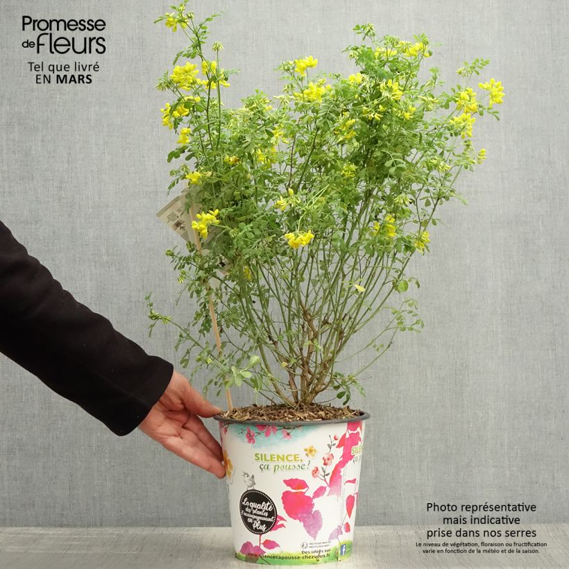 Exemplaar van Coronilla valentina glauca Selection - Kroonkruid Pot van 4 l/5 l zoals geleverd in de lente