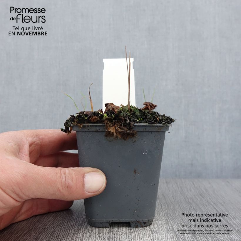 Exemplaar van Cortusa matthioli pekinensis Kweekpotje van 8/9 cm zoals geleverd in de herfst